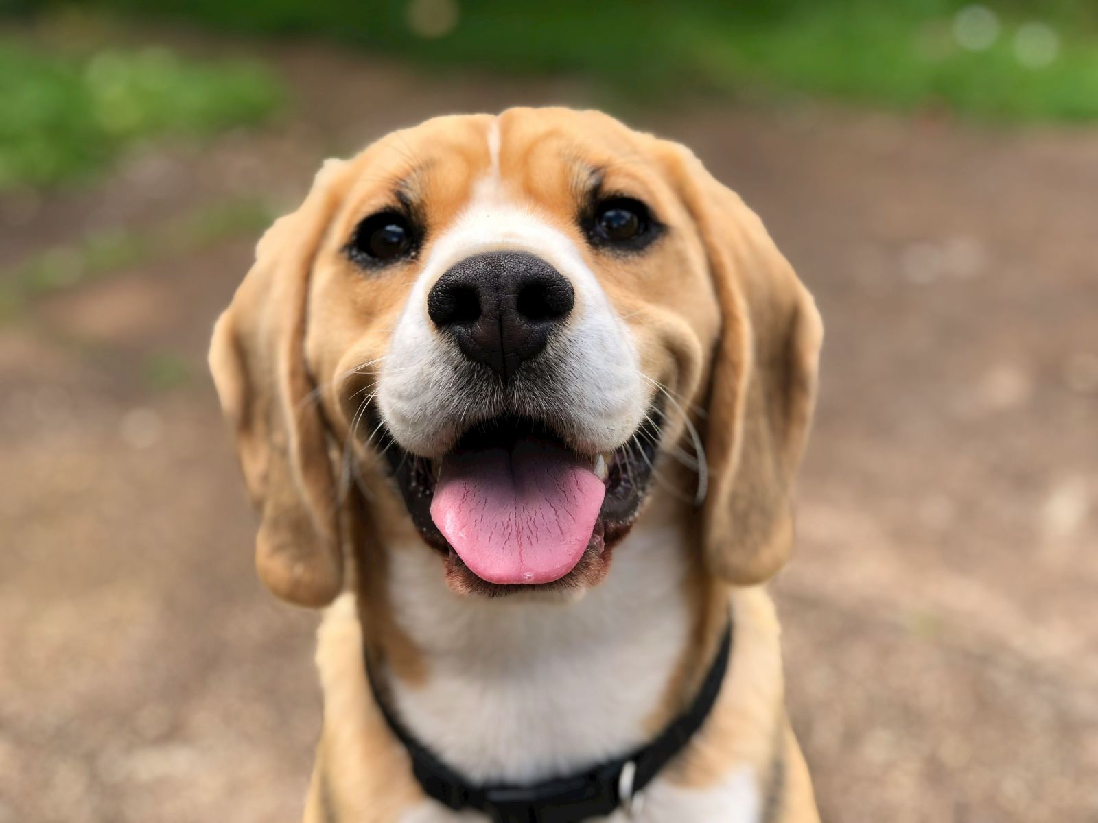 Chien souriant