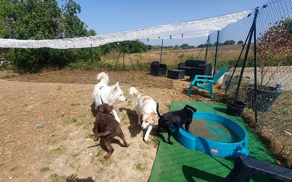 Pension canine
