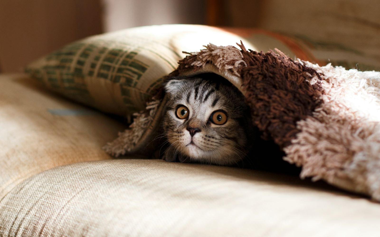 Chat à la maison