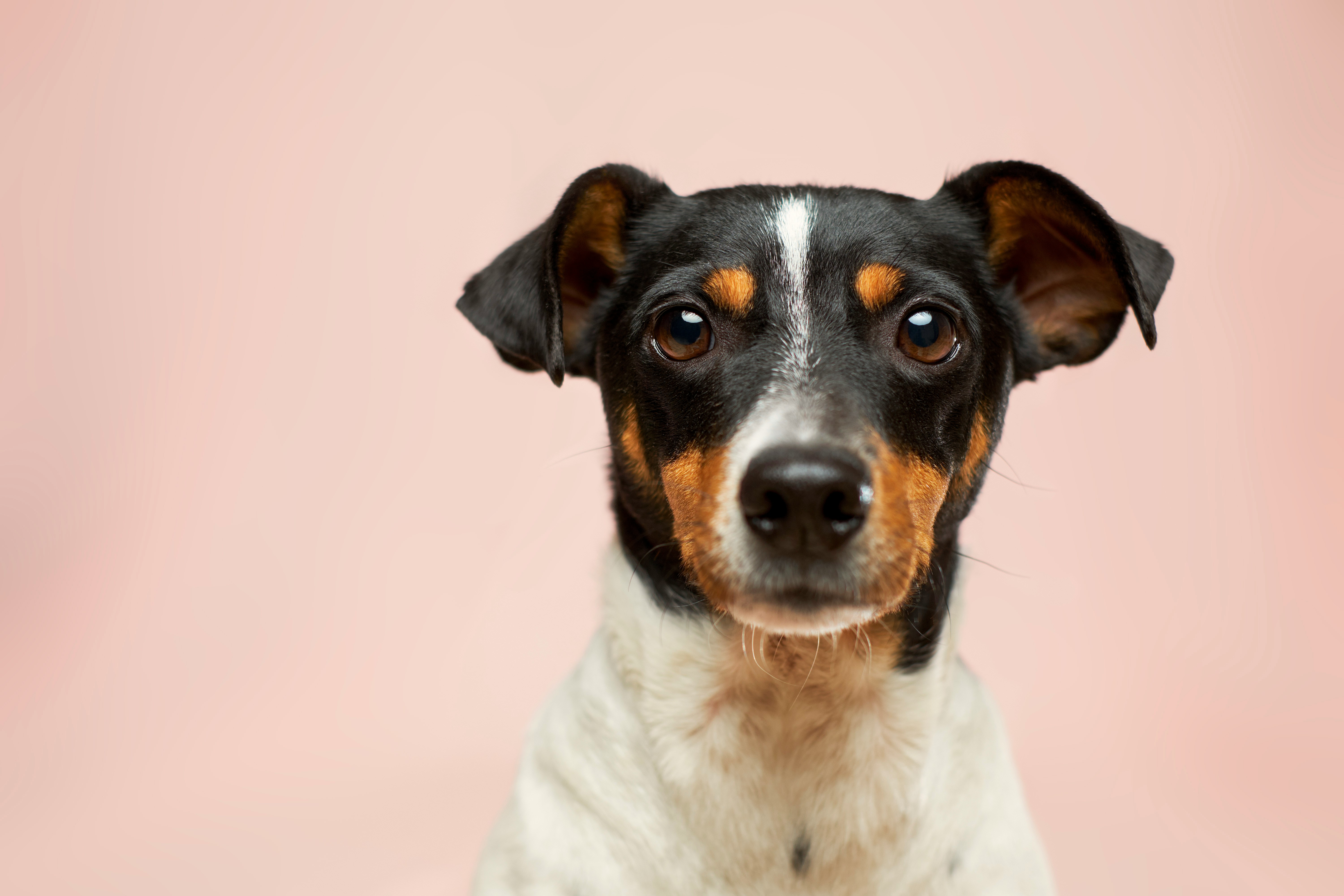 Petit chien curieux