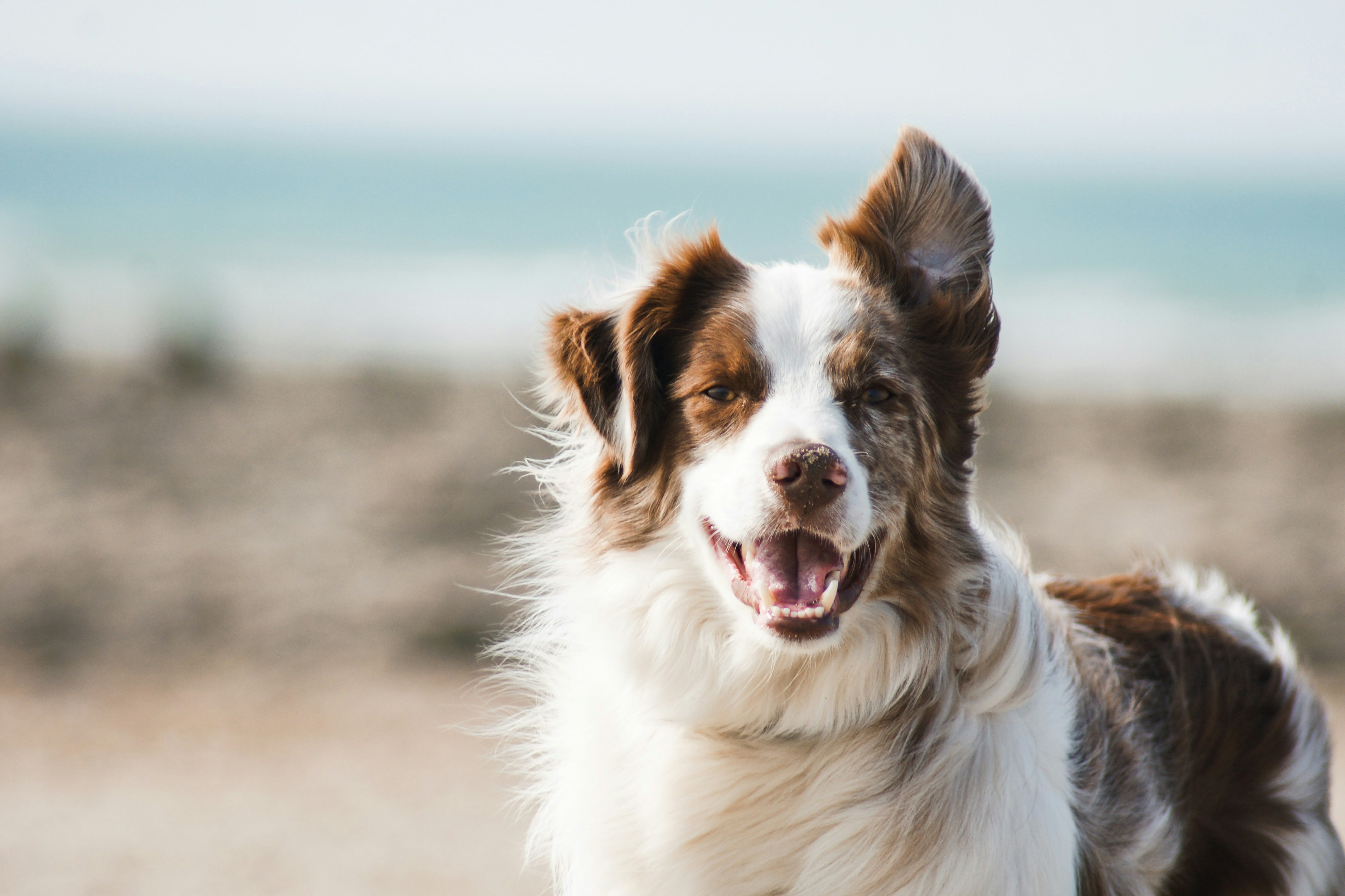 Chien au grand air