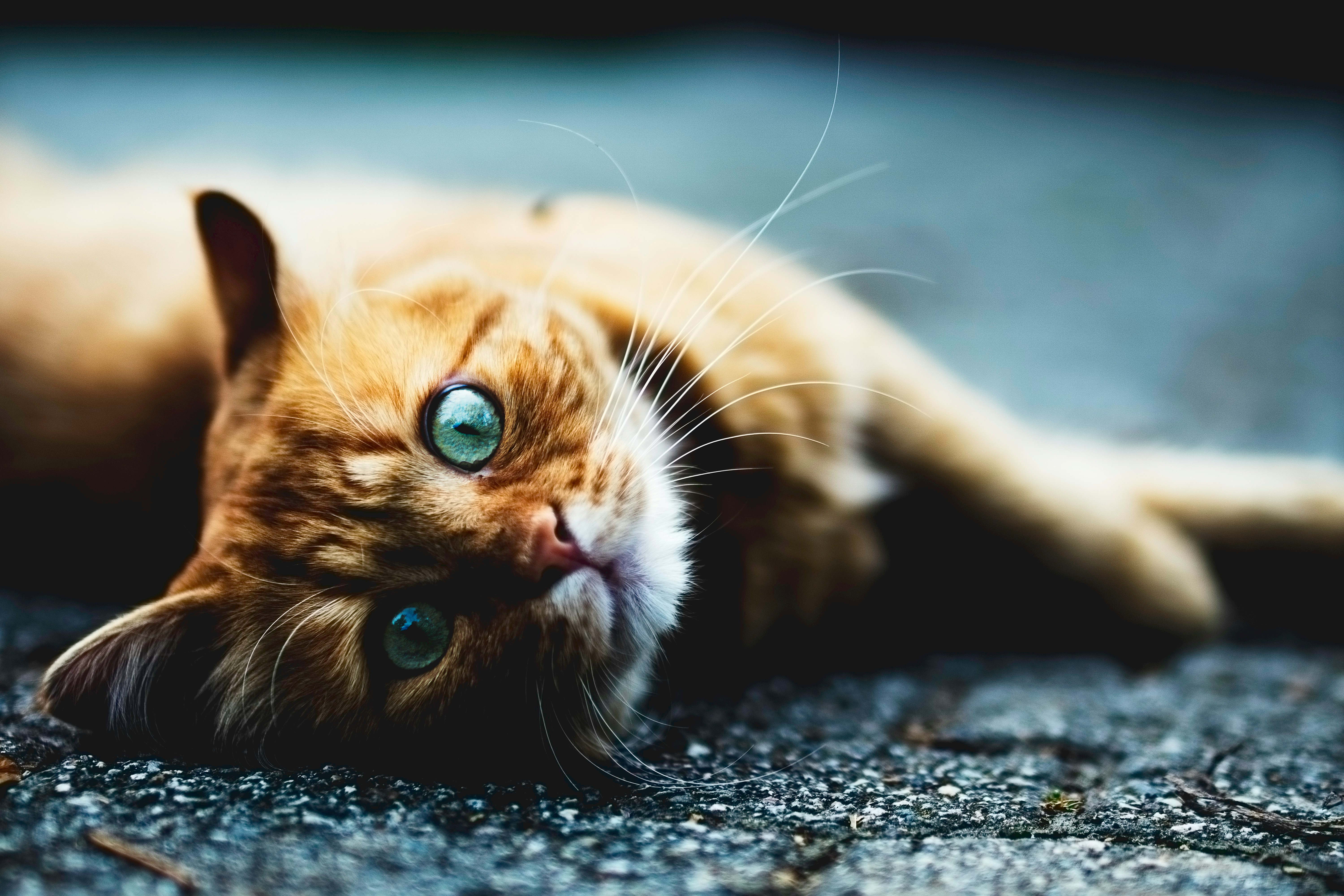 Chat roux au repos